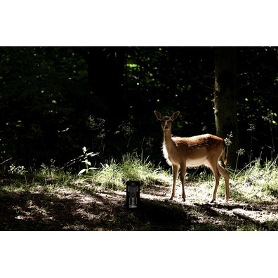 Bresser Natural Observation Chamber Wildlife