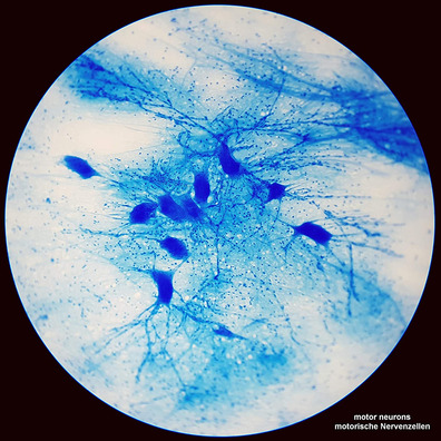 Bresser Science TFM-201 Bino microscope